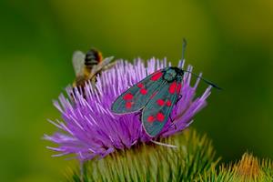 nature-3481966_960_720.jpg