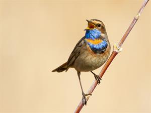 Shutterstock_1867311982_bird singing_putns dzied (1).jpg