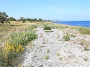 shutterstock_2671648543_Baltic sea in Sweden_Baltijas jūra Zviedrijā.jpg
