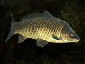 Shutterstock_683853481_carp_karps (1).jpg