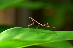 stick insect pix.jpg