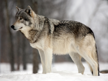 Grey Wolf 3.png