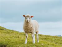 Shutterstock_2294478953_sheep_aita.jpg