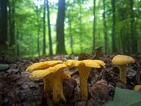 mushroom-4990178_1920.jpg
