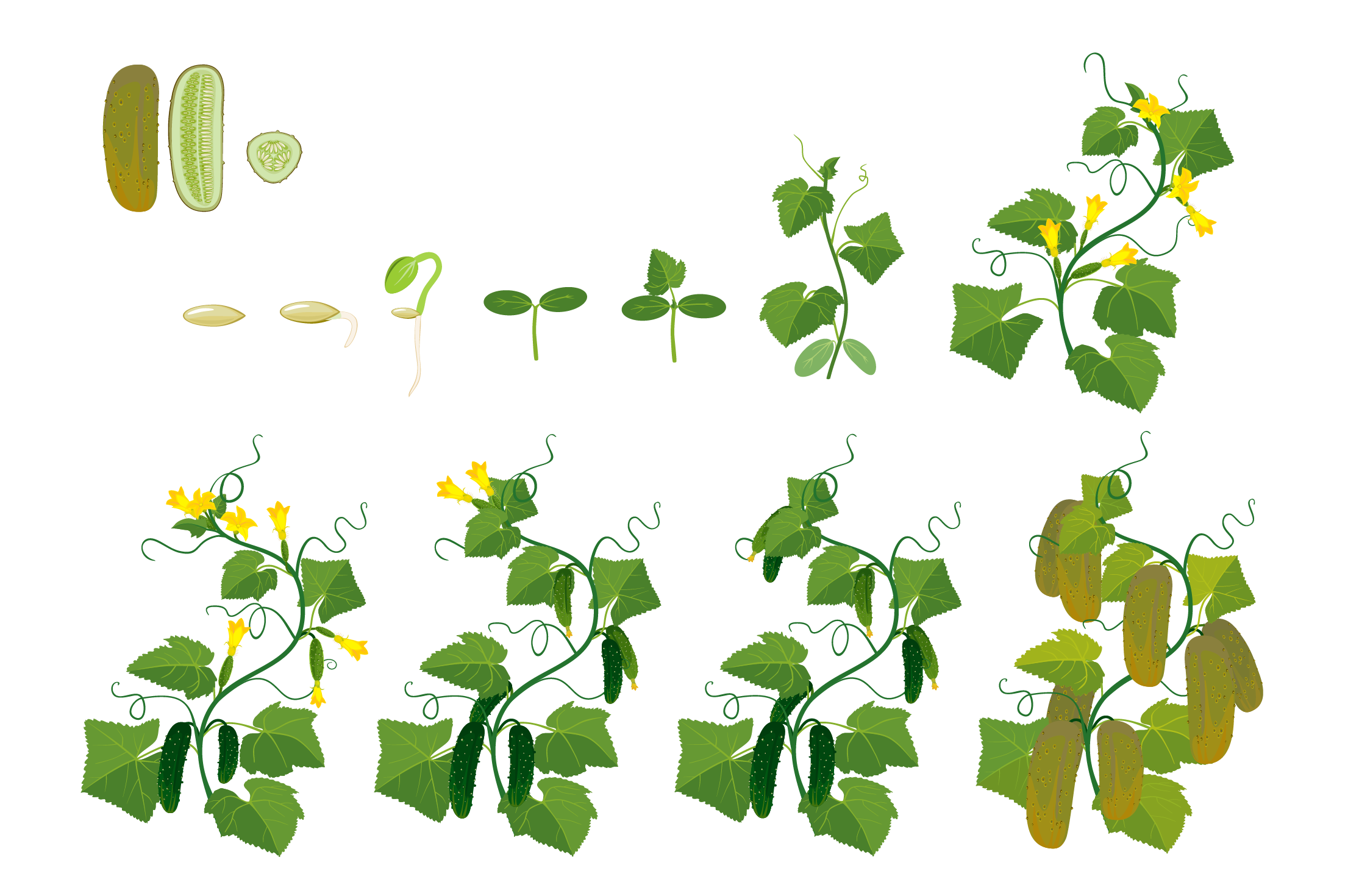 Стадии развития огурца в картинках