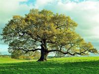 Shutterstock_577672450_oak tree_ozols.jpg