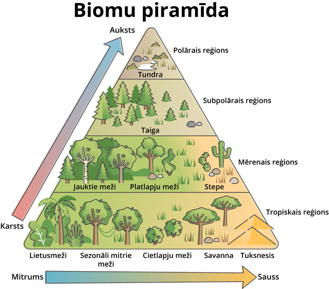 YCUZD_251027_7697_biomes_piramīda_2.png