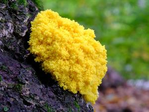 Shutterstock_2053933514_slime mold fuligo septica_plazmodiju gļotu sēne (1).jpg