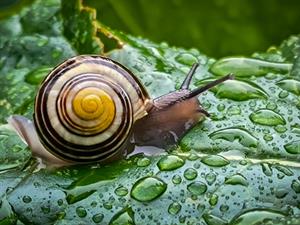 Shutterstock_2443011667_snail_gliemzies.jpg