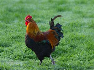 shutterstock_2506358241_rooster_gailis.jpg