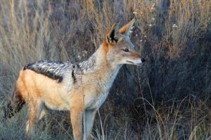 jackal pix.jpg