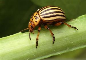 insect-387179_1280.jpg
