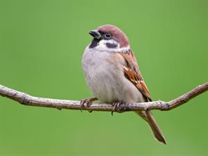 Shutterstock_1734537407_sparrow_zvirbulis.jpg