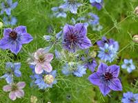 Shutterstock_2481449819_ nigella hispanica_austrumu nigella.jpg