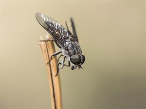 shutterstock_1424818187_horsefly_dundurs.jpg