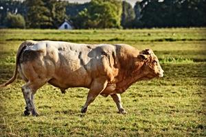 bull2-pix.jpg