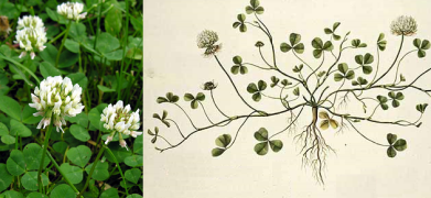 Trifolium_repens1.png