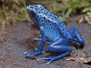 Shutterstock_358436891_blue poison dart frog_zilā indīgā varde (1).jpg