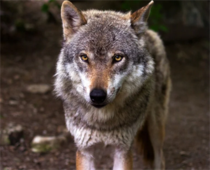 vilks.PNG