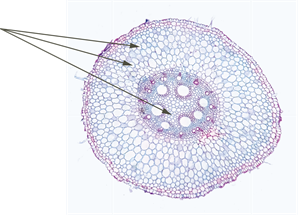 YCUZD_250324_7161_24.png