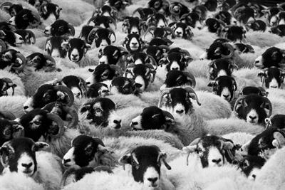 sheep-17482_960_720.jpg