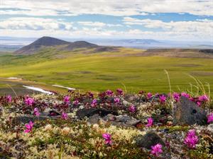 Shutterstock_1323573296_tundra.jpg