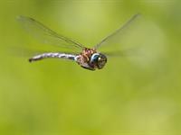 shutterstock_111468701.jpg