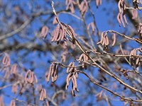 shutterstock_2580264473_japanese alder_japānas alksnis.jpg