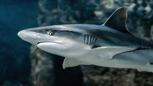 shark-3197585_1280.jpg