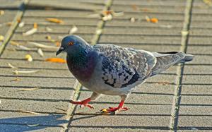 pigeon-голубь_balodis.jpg