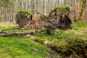 24692660-springtime-alder-bog-forest-with-standing-water-and-stor-broken-spruce-tree.png