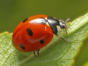 Shutterstock_1554052730_ladybug_bizmārīte.jpg