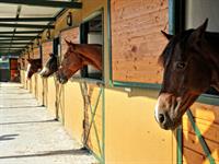 Shutterstock_51356653_horse stable_zirgu stallis.jpg