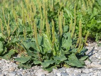 shutterstock_2197060121_plantago_ceļmallapa.jpg