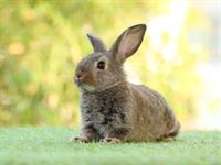Shutterstock_1921545611_rabbit_trusis.jpg