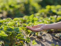 shutterstock_2034405599_strawberry plant_zemeņu stāds.jpg