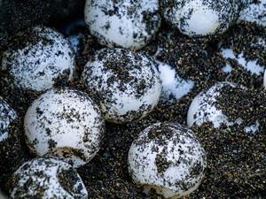 shutterstock_2485932731_turtle eggs_bruņurupuča olas.jpg
