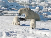 shutterstock_1714557901_polar bear with cubs_sniega lācis ar lācēniem.jpg