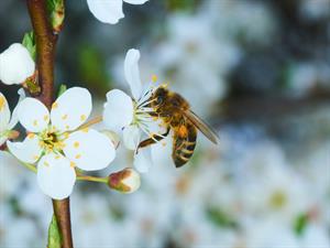 shutterstock_2289920211_bee_bite.jpg