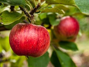 shutterstock_1554161858.jpg