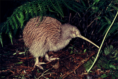 kiwi2.png