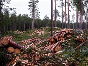 Shutterstock_1833296971_freshly cut logs_svaigi ngriezti baļķi.jpg
