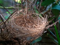 Shutterstock_1084527467_birds nest_putnu ligzda.jpg