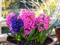 Shutterstock_1622343628_hyacinth_hiacintes.jpg