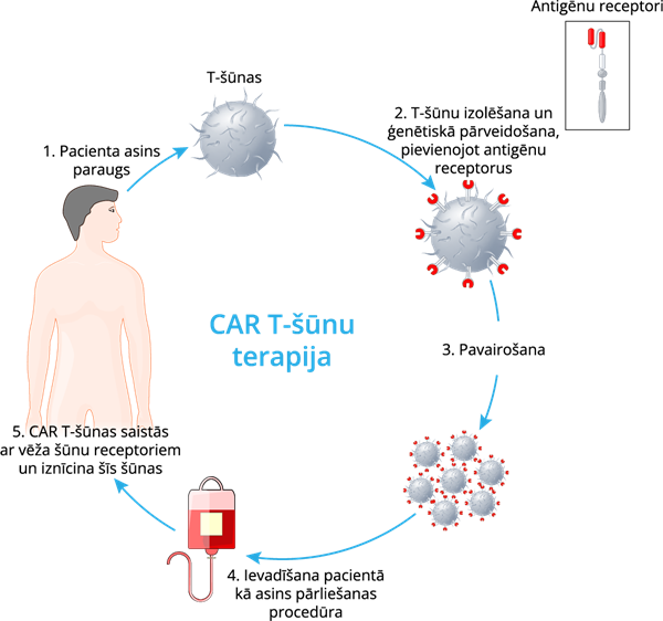 YCUZD_230914_5549_CAR T-šūnu terapija.png
