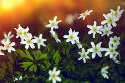 wood-anemone-4977682_1920.jpg