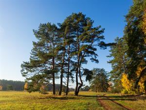 Shutterstock_1516099274_pine trees_priedes.jpg