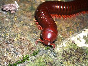 millipede pix.jpg