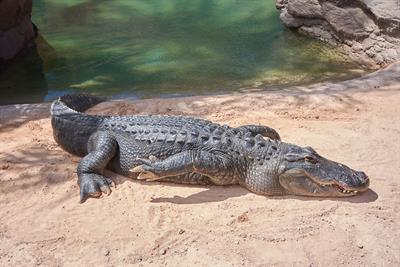 alligator pix.jpg