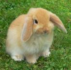 02-Herbivores.jpg